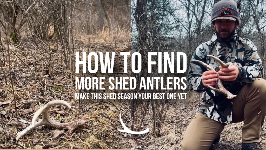 How to find shed antlers