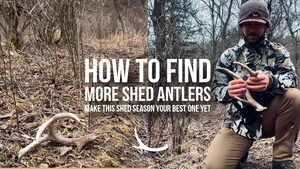 How to find shed antlers